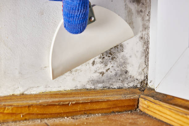 Best Mold Documentation for Insurance Claims  in Princeton, IL