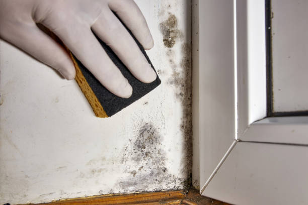 Best Attic Mold Removal  in Princeton, IL