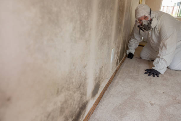 Best Mold Remediation for Healthcare Facilities  in Princeton, IL